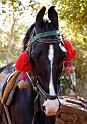 Marwari Horse 1